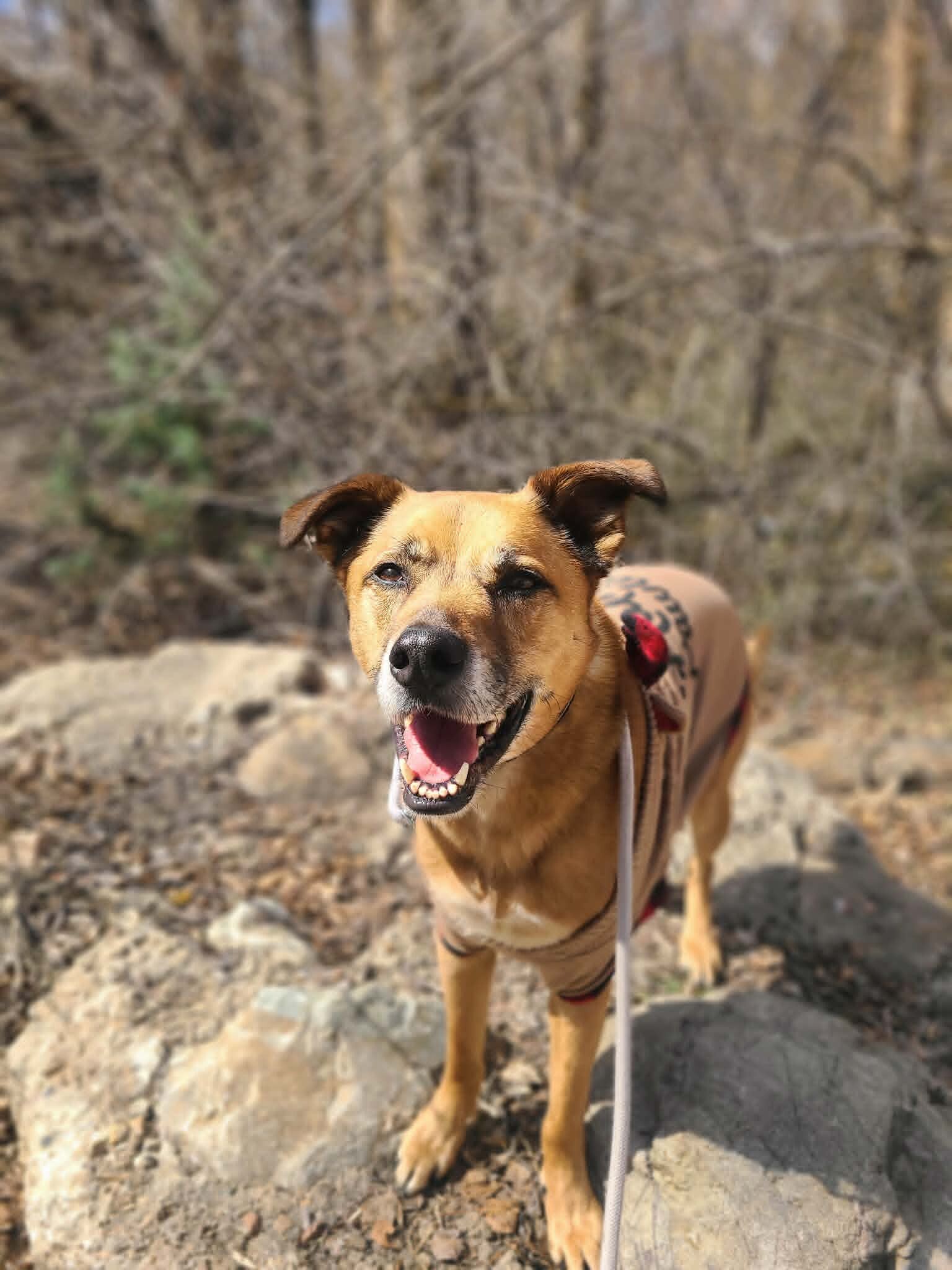 Picture of the Animal Listed